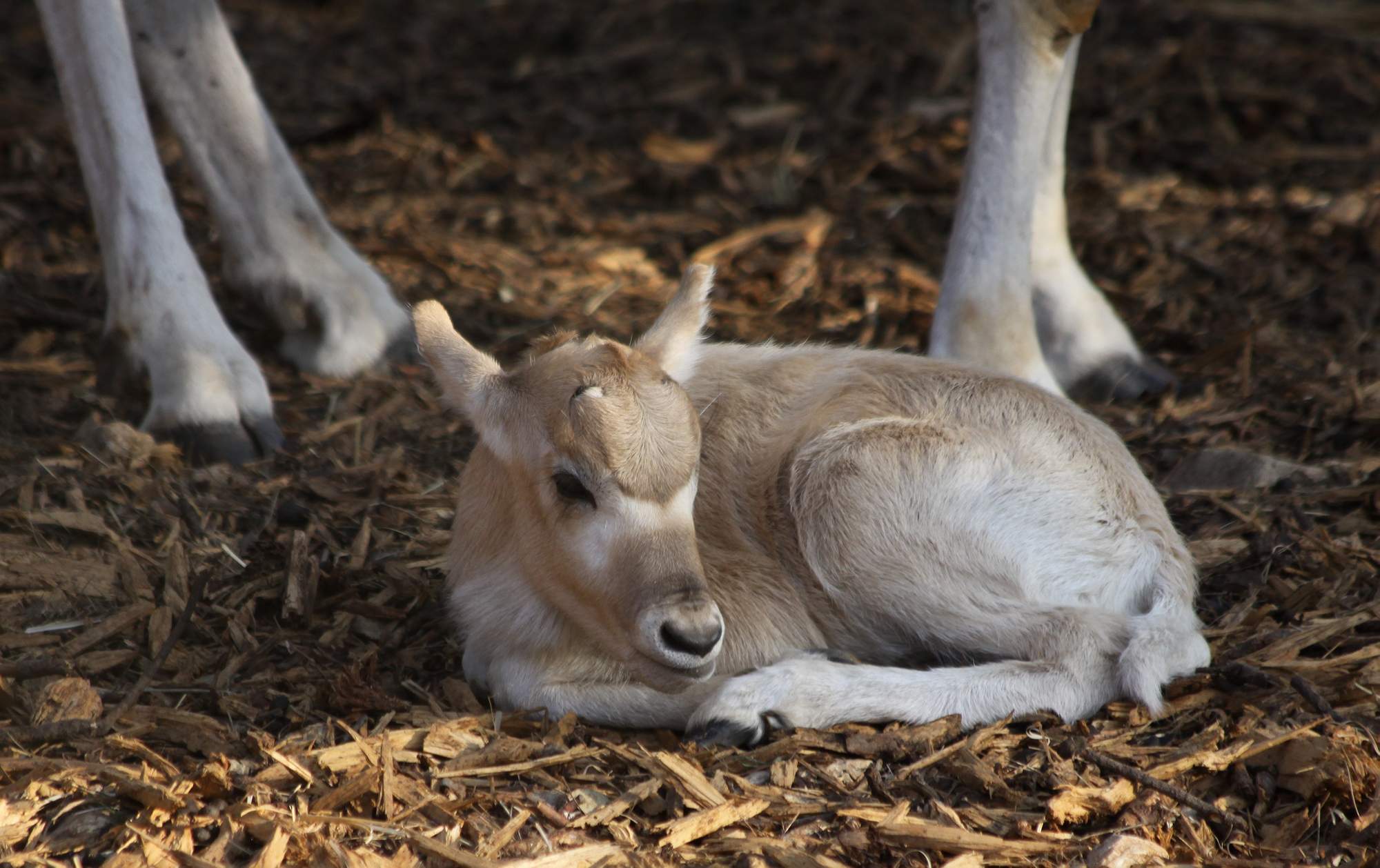 Naissance Addax au parc de Lunaret