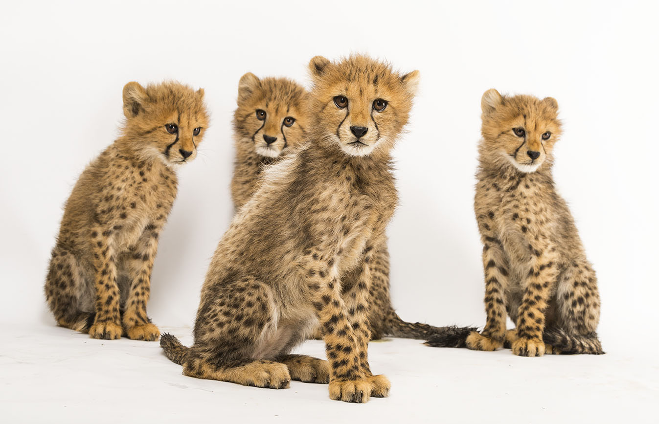 Petits guépards à 3 mois ©Eric Isselée