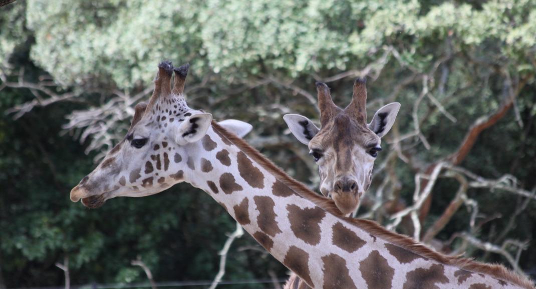 Deux girafes