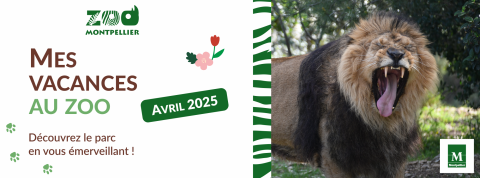 Bannière vacances d'avril 2025 du zoo de Montpellier. Un lion baille sur la photo.