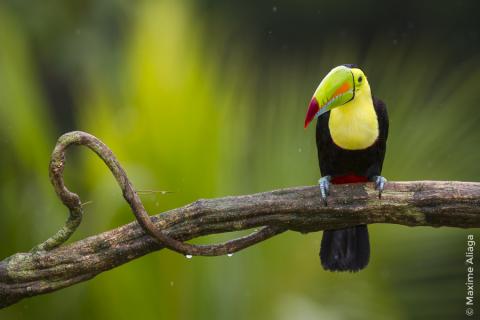Toucan © Maxime Aliaga