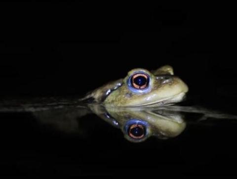 Grenouille dans l'eau sur fond noir