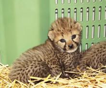 Bébé guépard né(e) le 03/07/18