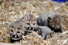 trois guépardeaux dans leur nid de paille